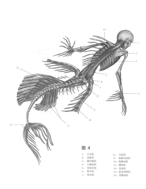 絕跡生物解剖 海塞壬在醫(yī)藥領(lǐng)域的技術(shù)開(kāi)發(fā)前景