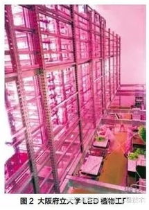 植物照明工廠的發(fā)展現(xiàn)狀及其戰(zhàn)略